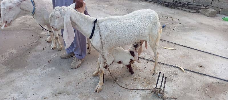 Rajanpuri pure 2 goats(bakri) with 2 kids(jaw) 2