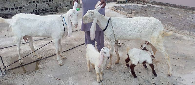 Rajanpuri pure 2 goats(bakri) with 2 kids(jaw) 3