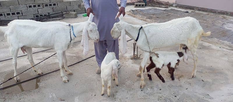 Rajanpuri pure 2 goats(bakri) with 2 kids(jaw) 4