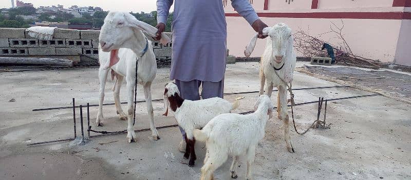 Rajanpuri pure 2 goats(bakri) with 2 kids(jaw) 5