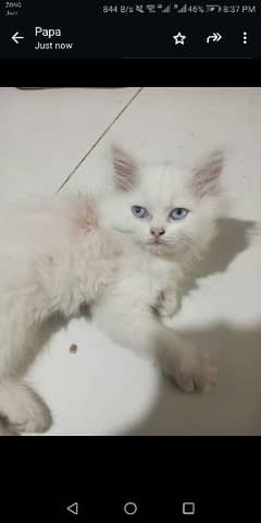 Persian kittens at best price