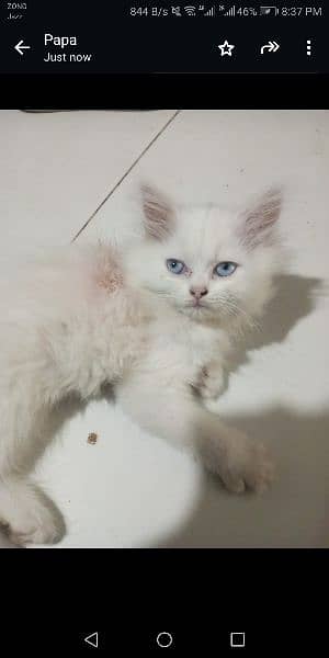Persian kittens at best price 0