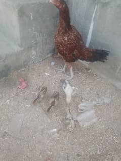 aseel mianwali Madi with five 5 chicks