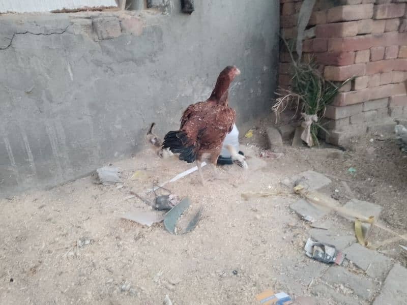 aseel mianwali Madi with five 5 chicks 1