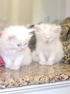 Persian breed 4 months kittens with full good health