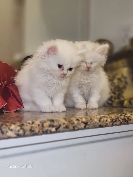Persian breed 2 months kittens with full good health 1