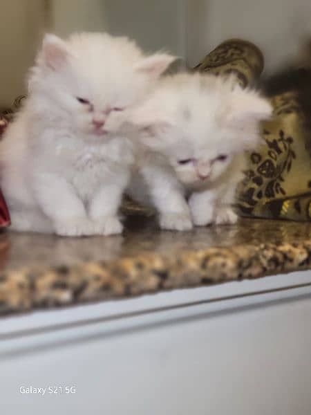 Persian breed 2 months kittens with full good health 2