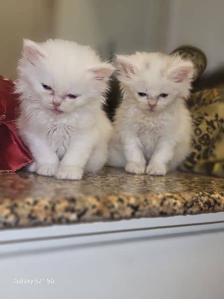 Persian breed 2 months kittens with full good health 3