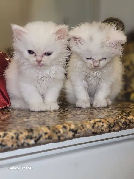 Persian breed 2 months kittens with full good health 4