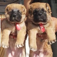 King kurdish kangaal pair pure breed security dog 2months for sale