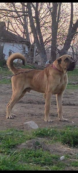 King kurdish kangaal pair pure breed security dog 2months for sale 1