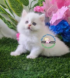 Snow White|Persian Kittens|Cats| Triple Coated 0