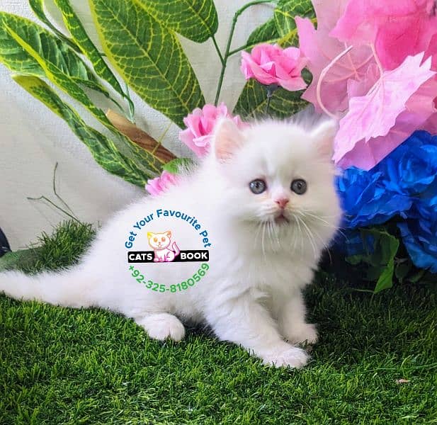 Snow White|Persian Kittens|Cats| Triple Coated 1
