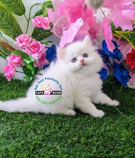 Snow White|Persian Kittens|Cats| Triple Coated 2