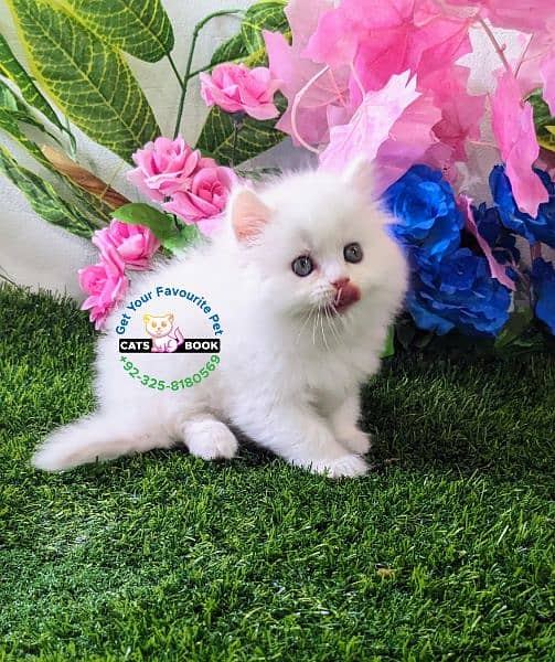 Snow White|Persian Kittens|Cats| Triple Coated 3