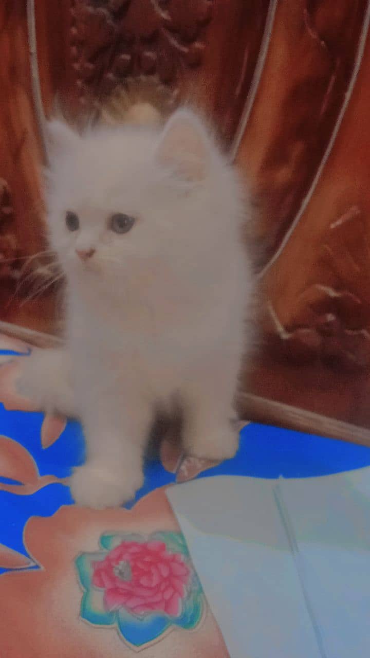 Feel the love of cat British cat kitten for Sale 4