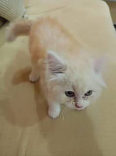 Persian cat for sell 0