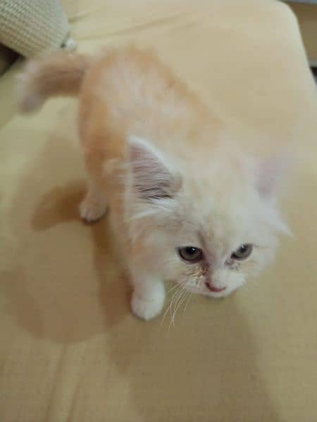 Persian cat for sell 0