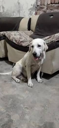 Labrador Retriever Female Available WhatsApp 03244301521