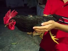 Australorp rooster hen for sale