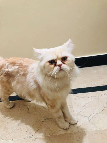 Persian Male cat for sale 1