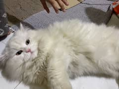 Persian triple coat male kitten for sale