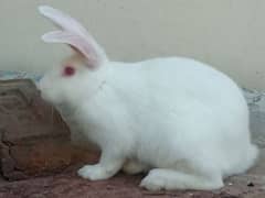 New Zealand white rabbit 2 males. 2 kg weight. 2500 per. 3.5 month