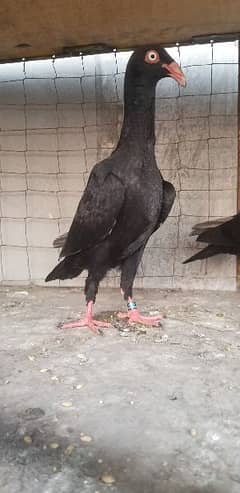 black danish.    fancy pigeon