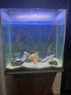 5ft Aquarium with 4 Fishes