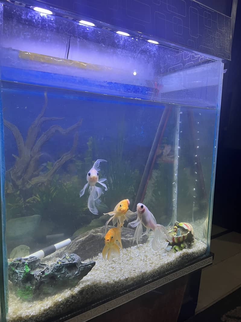 5ft Aquarium with 4 Fishes 1