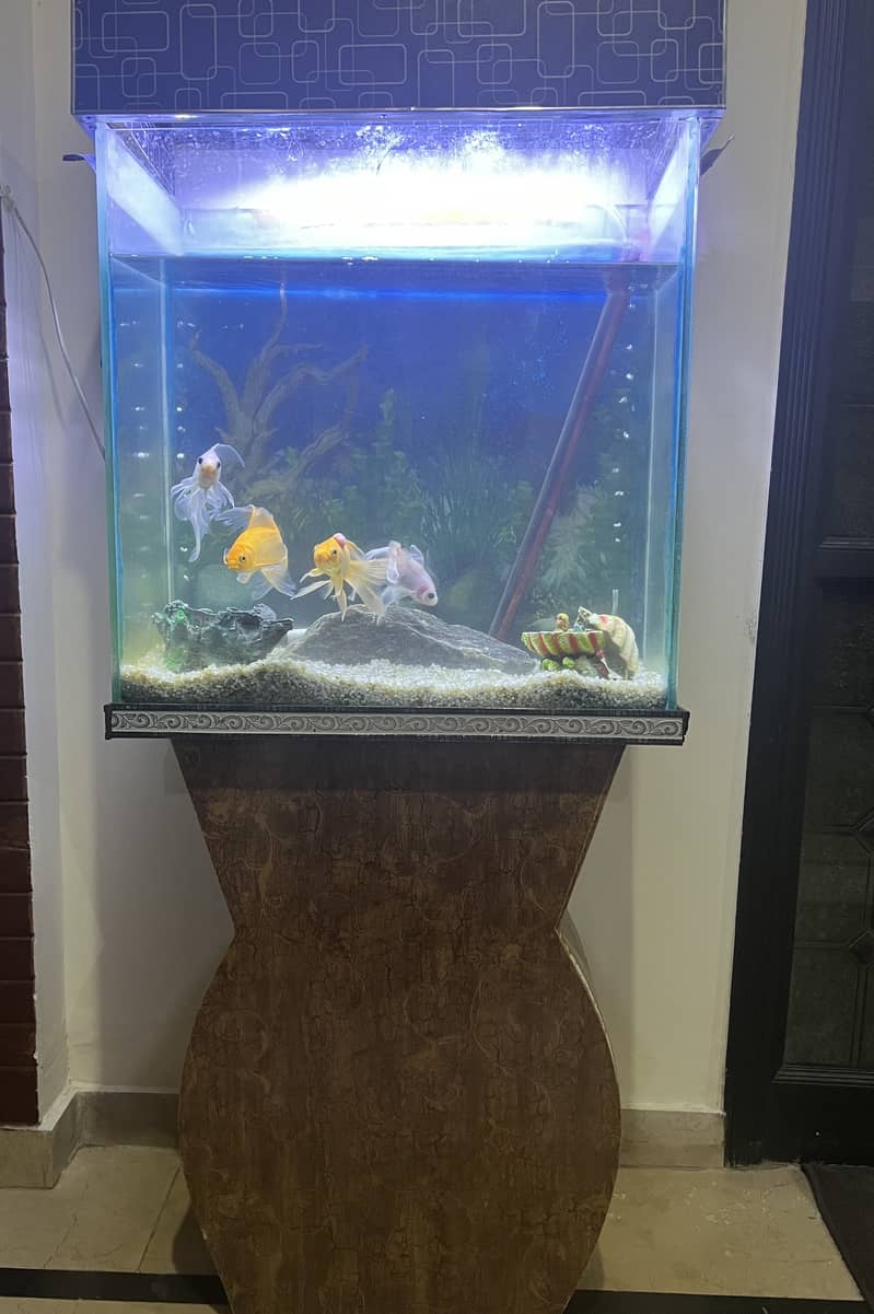 5ft Aquarium with 4 Fishes 2