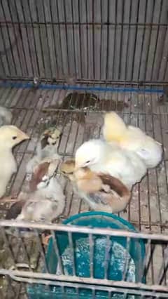 shamo chicks for sale whats app 03484265634
