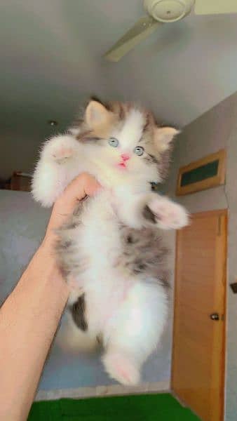 pursian kitten 4