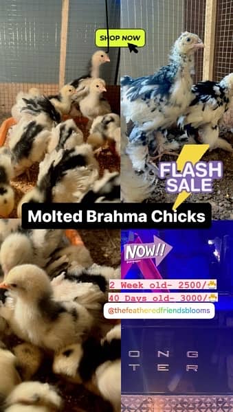 Molted Brahma chicks/ Brahma / 0