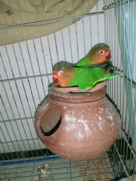 breder pair love birds 1