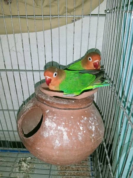 breder pair love birds 4