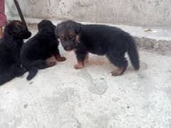 German Shepherd puppy long  WhatsApp 03367609791