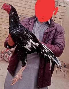 Pakistani Pure Aseel chicks