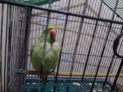 Ringneck green parrot