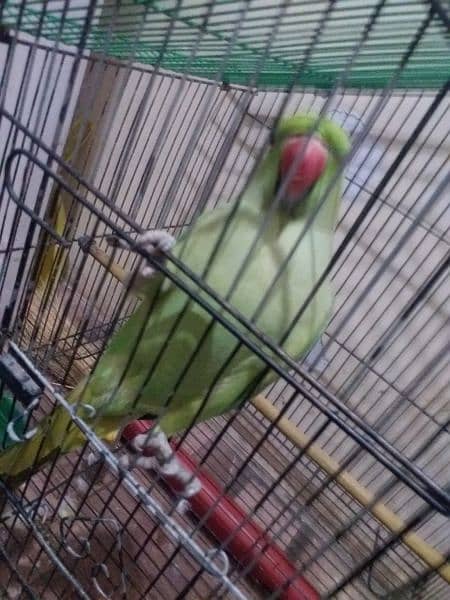 Ringneck green parrot 1