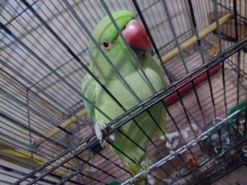 Ringneck green parrot 2