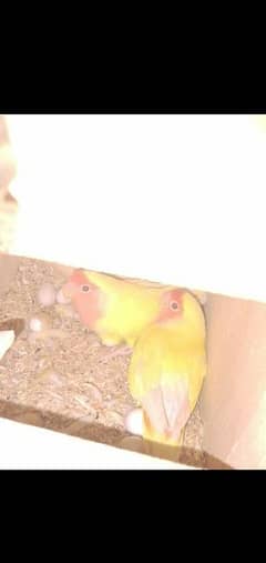 lovebrids lotino confirm bareeder pair for sale 0