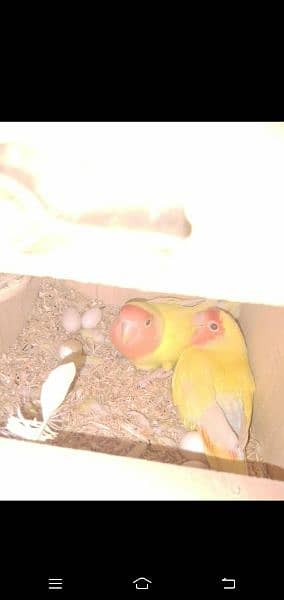lovebrids lotino confirm bareeder pair for sale 1