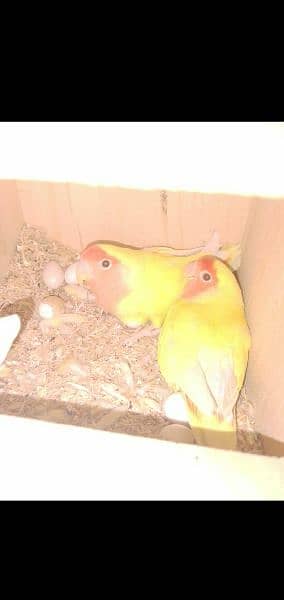 lovebrids lotino confirm bareeder pair for sale 2