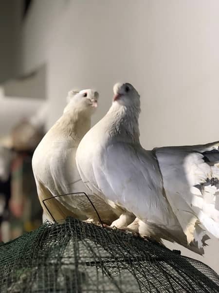 German Owl Pigeons & other pigeons 3