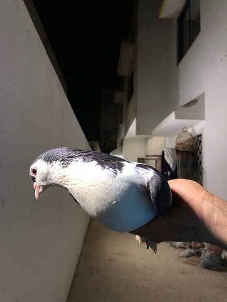 German Owl Pigeons & other pigeons 4