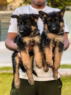 Puppies/German