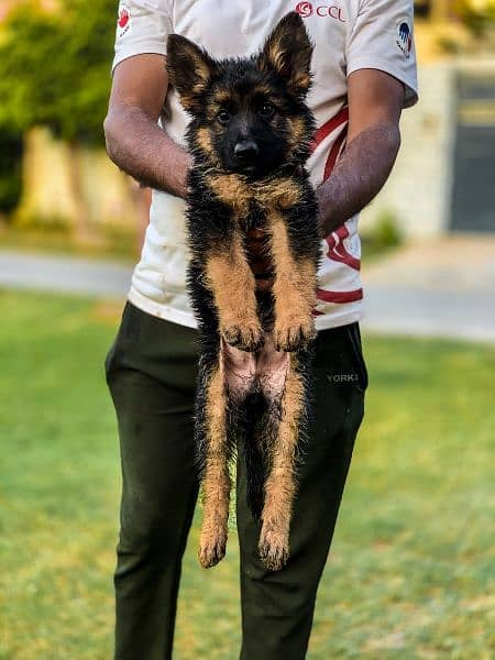 Puppies/German Shepherd Puppies/Puppies for Sale puppies age 60 days 1