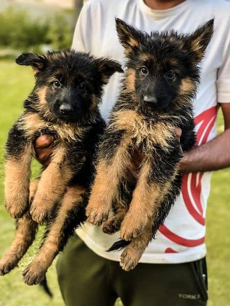 Puppies/German Shepherd Puppies/Puppies for Sale puppies age 60 days 2