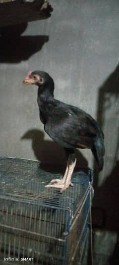 Original Ring Bird shamo ka 3 month ka chicks